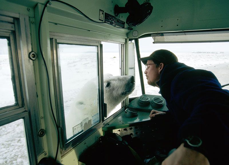 Friendly Polar Bear; DISPLAY FULL IMAGE.