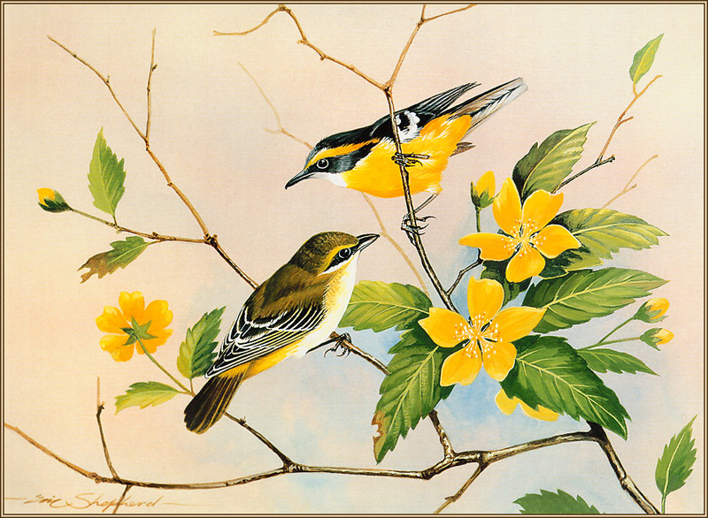 [Eric Shepherd's Beautiful Australian Birds Calendar 2003] Yellow-Breasted Boatbills; DISPLAY FULL IMAGE.