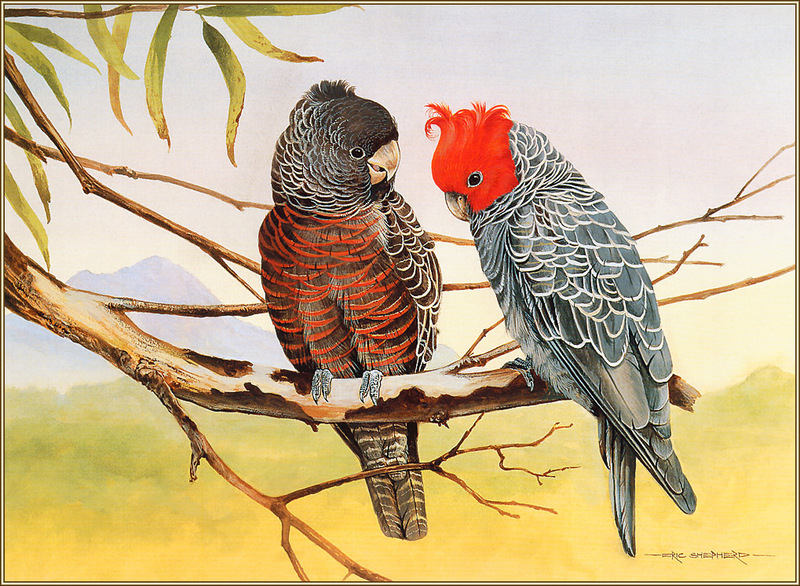 [Eric Shepherd's Beautiful Australian Birds Calendar 2003] Gang-Gang Cockatoo; DISPLAY FULL IMAGE.