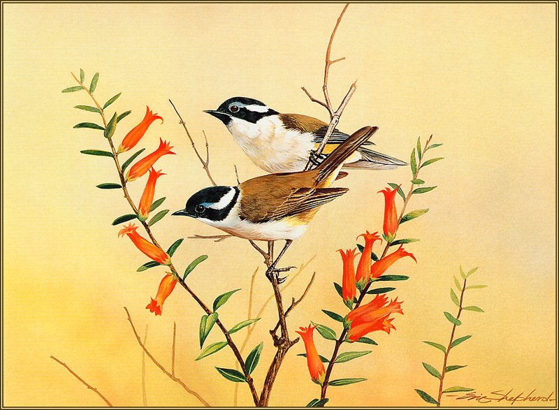 [Eric Shepherd's Beautiful Australian Birds Calendar 2003] Black-Capped Honeyeater; DISPLAY FULL IMAGE.