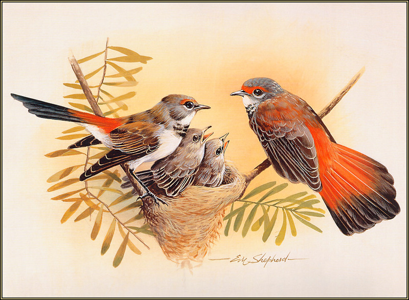 [Eric Shepherd's Australian Birds Calendar 2003] Rufous Fantail (Rhipidura rufifrons); DISPLAY FULL IMAGE.