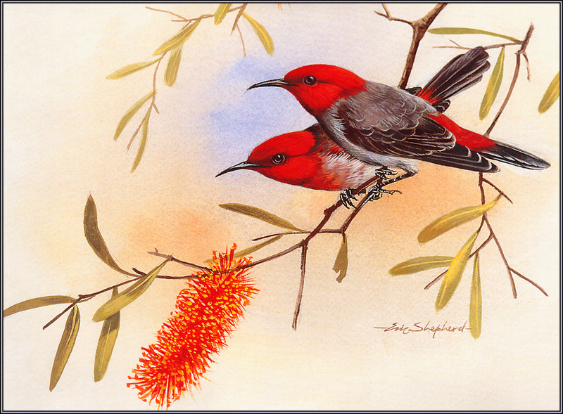 [Eric Shepherd's Australian Birds Calendar 2003] Scarlet Honeyeater; DISPLAY FULL IMAGE.