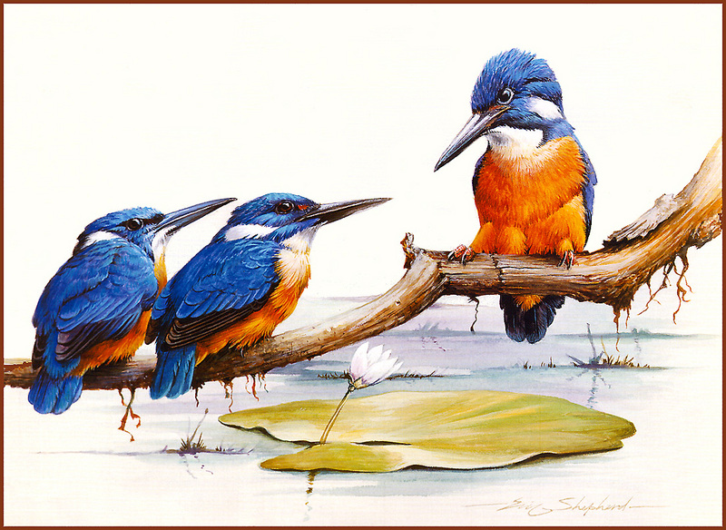 [Eric Shepherd's Beautiful Australian Birds Calendar 2002] Azure Kingfisher; DISPLAY FULL IMAGE.