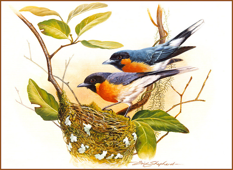 [Eric Shepherd's Beautiful Australian Birds Calendar 2002] Spectacled Monarch; DISPLAY FULL IMAGE.