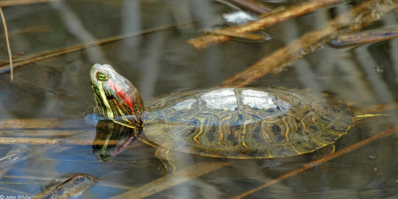 Red-eared Slider; DISPLAY FULL IMAGE.
