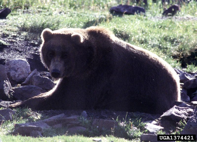 Grizzly Bear (Ursus arctos horribilis) {!--회색곰(불곰 아종)-->; DISPLAY FULL IMAGE.