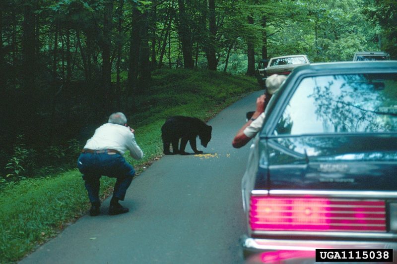 American Black Bear (Ursus americanus) {!--아메리카흑곰-->; DISPLAY FULL IMAGE.