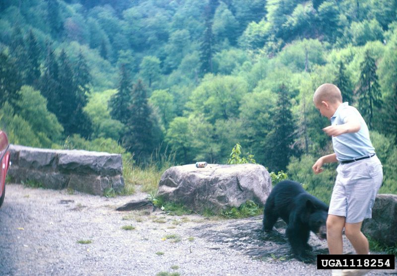 American Black Bear (Ursus americanus) {!--아메리카흑곰-->; DISPLAY FULL IMAGE.
