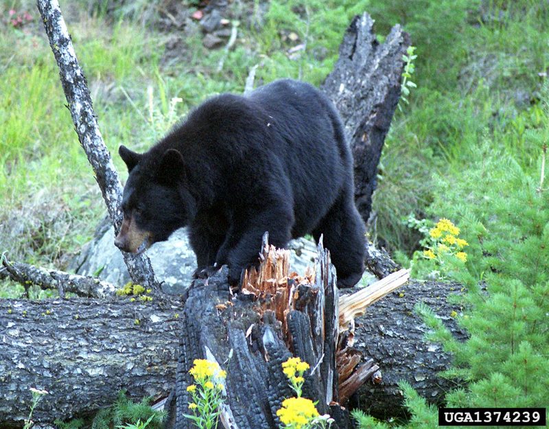 American Black Bear (Ursus americanus) {!--아메리카흑곰-->; DISPLAY FULL IMAGE.