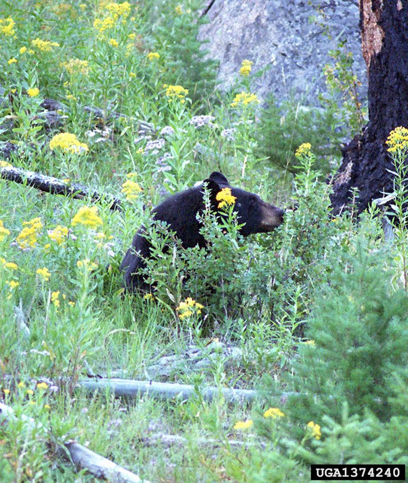 American Black Bear (Ursus americanus) {!--아메리카흑곰-->; DISPLAY FULL IMAGE.