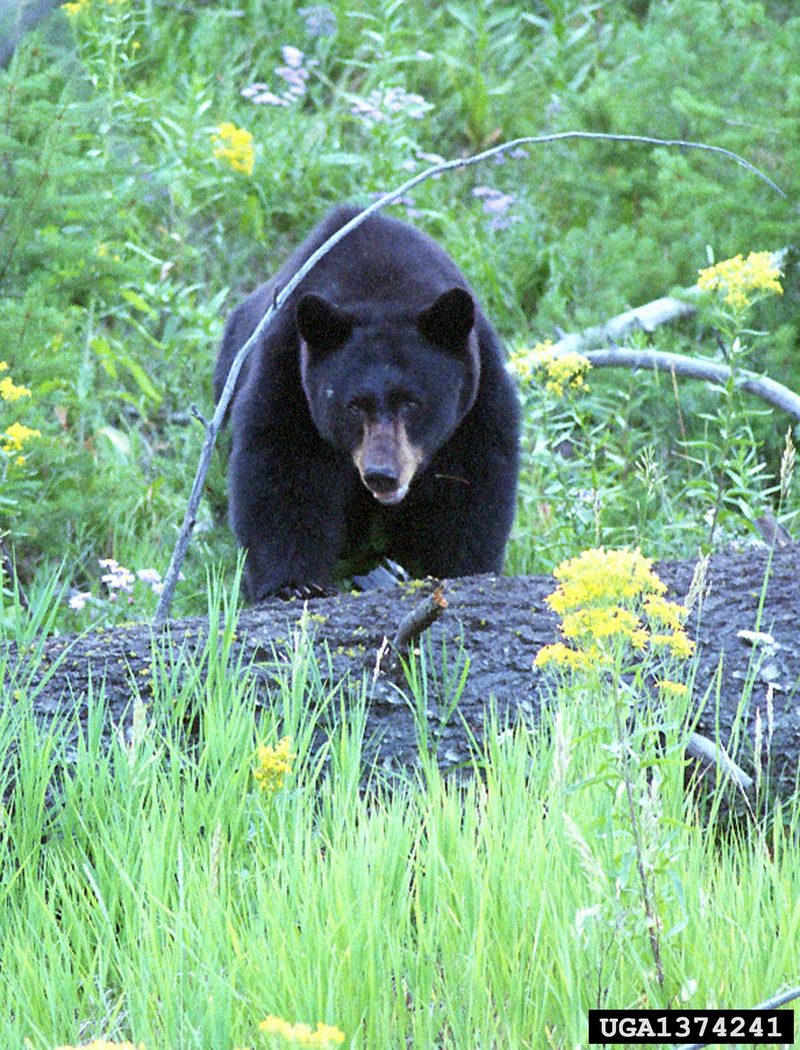American Black Bear (Ursus americanus) {!--아메리카흑곰-->; DISPLAY FULL IMAGE.