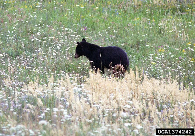 American Black Bear (Ursus americanus) {!--아메리카흑곰-->; DISPLAY FULL IMAGE.