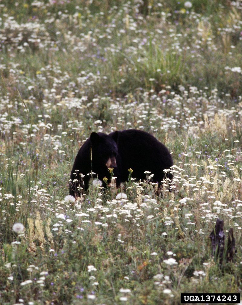 American Black Bear (Ursus americanus) {!--아메리카흑곰-->; DISPLAY FULL IMAGE.