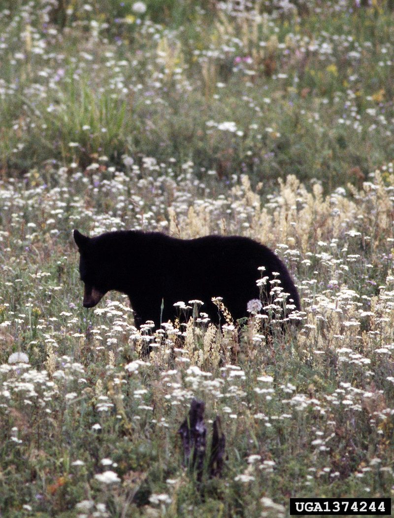 American Black Bear (Ursus americanus) {!--아메리카흑곰-->; DISPLAY FULL IMAGE.