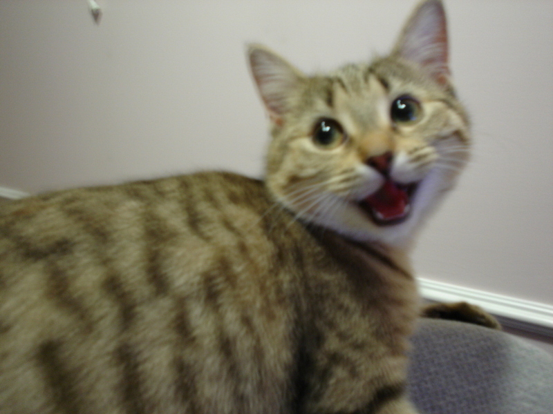 Bengal Cat, named Tygra!; DISPLAY FULL IMAGE.