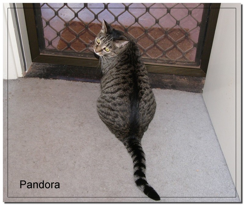Grandcat..; DISPLAY FULL IMAGE.