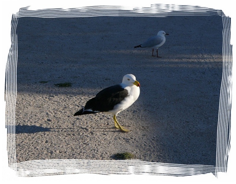 seagulls - Pacific Gull (Larus pacificus) & Silver Gull; DISPLAY FULL IMAGE.