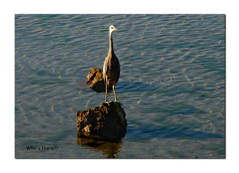 white-faced grey heron; DISPLAY FULL IMAGE.