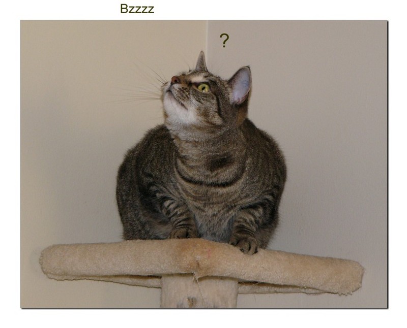 puzzled pandora; DISPLAY FULL IMAGE.
