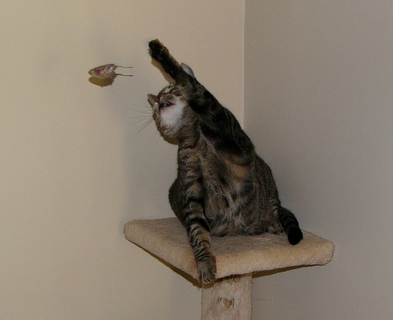 cat'n mouse; DISPLAY FULL IMAGE.