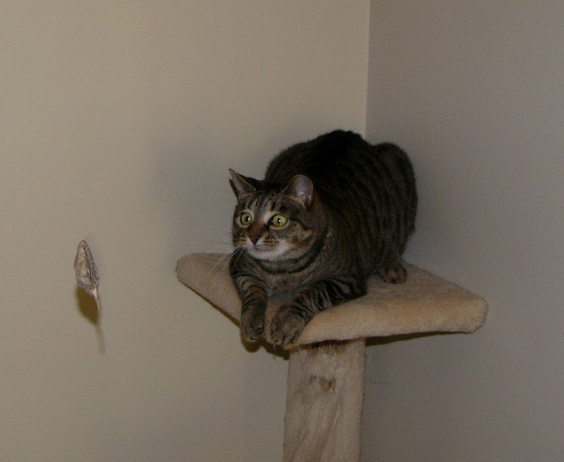 cat'n mouse; DISPLAY FULL IMAGE.