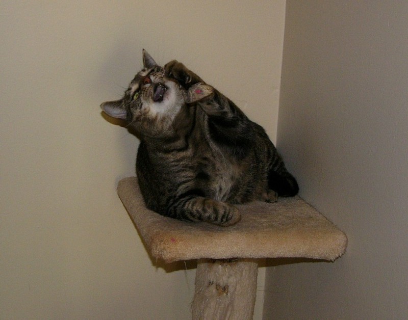 cat'n mouse; DISPLAY FULL IMAGE.