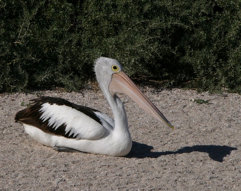 Australian Pelican; DISPLAY FULL IMAGE.