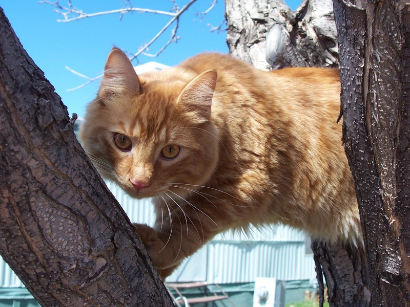 OJ In The Tree; DISPLAY FULL IMAGE.