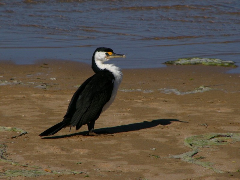 Pied Cormorant; DISPLAY FULL IMAGE.