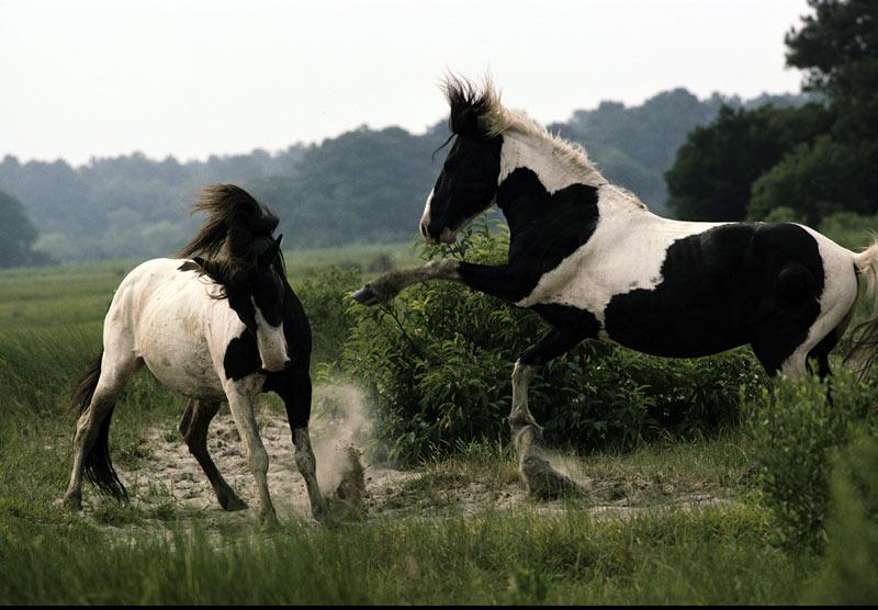 Playing Horses; DISPLAY FULL IMAGE.