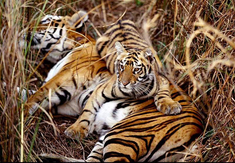 Tiger cub; DISPLAY FULL IMAGE.