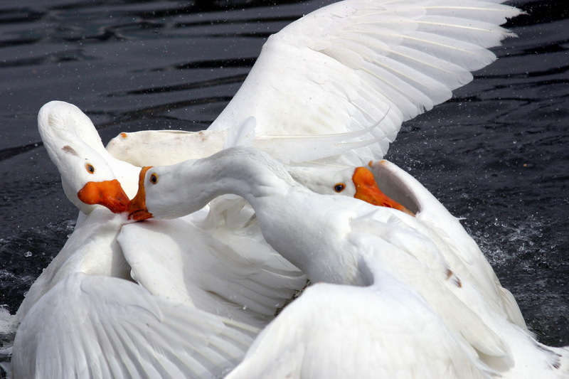 Fighting Swan Geese; DISPLAY FULL IMAGE.