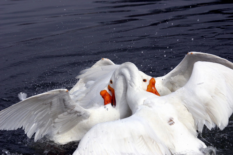 Fighting Swan Geese; DISPLAY FULL IMAGE.