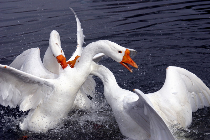 Fighting Swan Geese; DISPLAY FULL IMAGE.