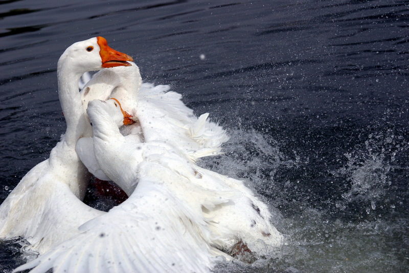 Fighting Swan Geese; DISPLAY FULL IMAGE.