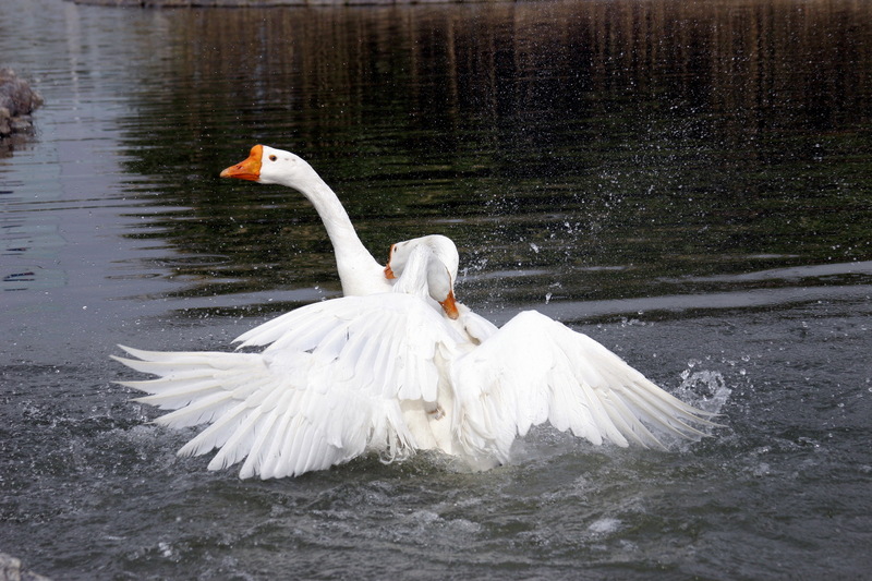 Fighting Swan Geese; DISPLAY FULL IMAGE.