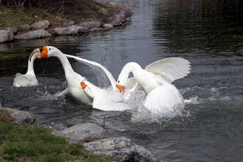 Fighting Swan Geese; DISPLAY FULL IMAGE.