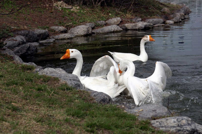 Fighting Swan Geese; DISPLAY FULL IMAGE.