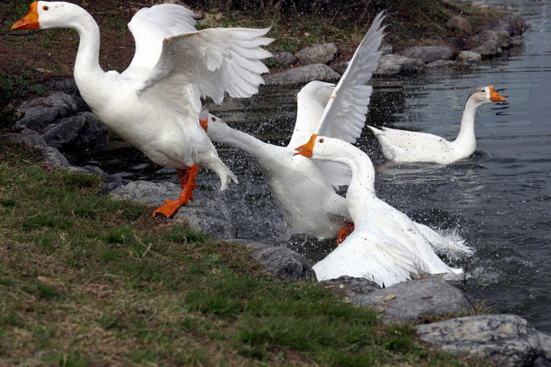 Fighting Swan Geese; DISPLAY FULL IMAGE.