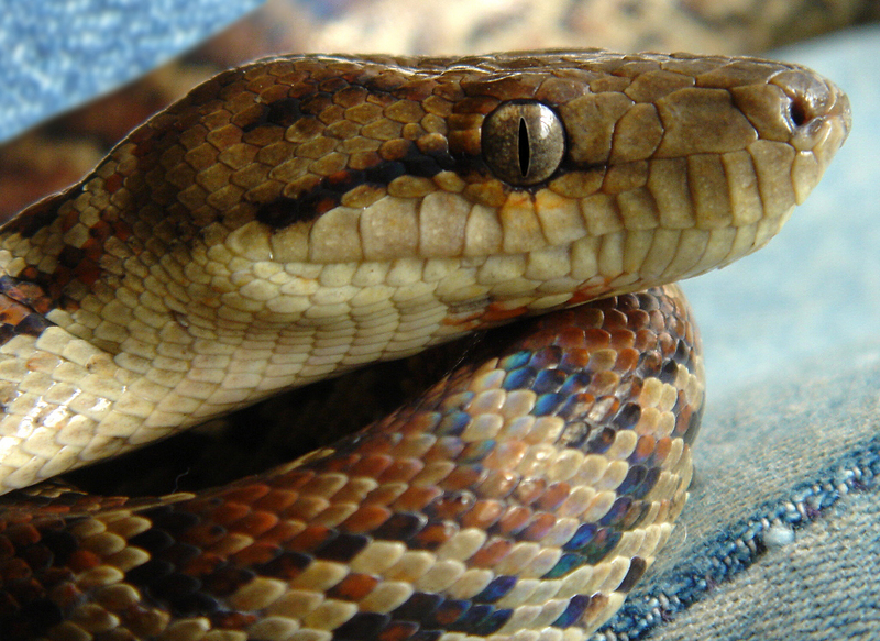 Epicrates striatus striatus (Dominican Boa, Boa Hispaniola) Dominican Republic; DISPLAY FULL IMAGE.