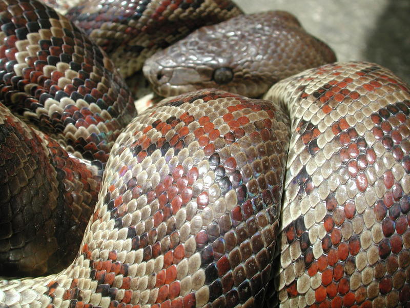 Epicrates striatus striatus (Dominican Boa, Boa Hispaniola); DISPLAY FULL IMAGE.