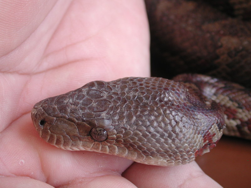 Epicrates striatus striatus (Dominican Boa, Boa Hispaniola); DISPLAY FULL IMAGE.
