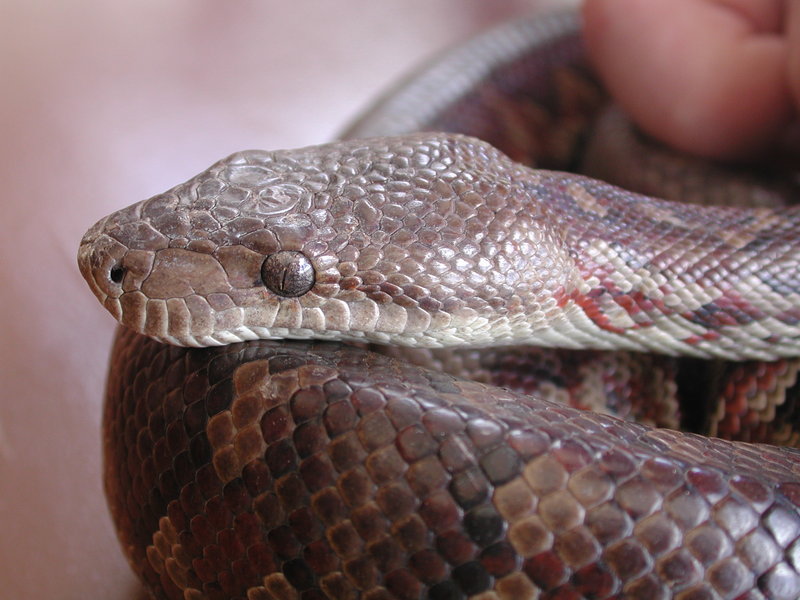 Epicrates striatus striatus (Dominican Boa, Boa Hispaniola); DISPLAY FULL IMAGE.