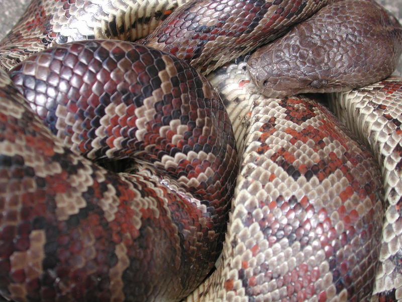 Epicrates striatus striatus (Dominican Boa, Boa Hispaniola); DISPLAY FULL IMAGE.