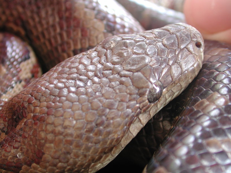 Epicrates striatus striatus (Dominican Boa, Boa Hispaniola) Dominican Republic; DISPLAY FULL IMAGE.