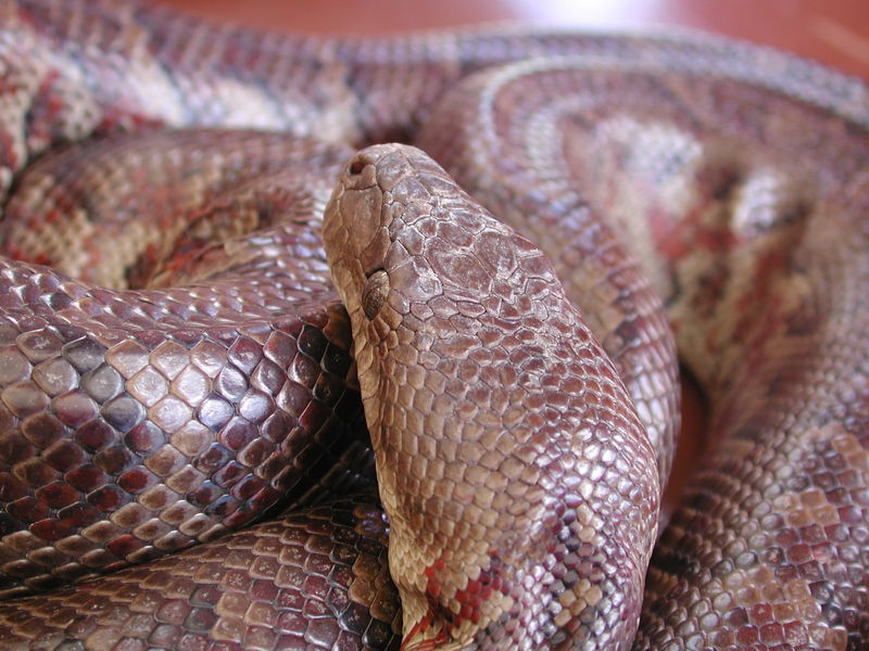 Epicrates striatus striatus (Dominican Boa, Boa Hispaniola) Dominican Republic; DISPLAY FULL IMAGE.