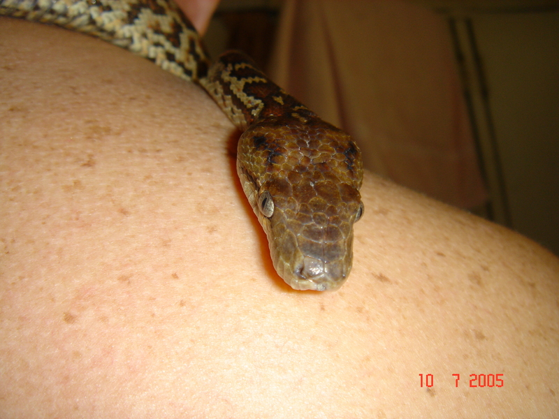 Epicrates striatus striatus (Dominican Boa, Boa Hispaniola) Dominican Republic; DISPLAY FULL IMAGE.