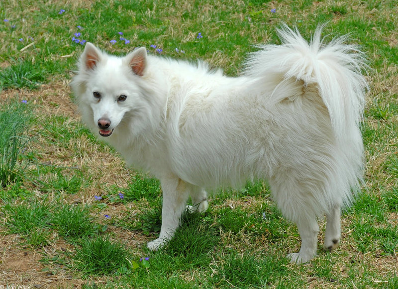 American Eskimo Dog; DISPLAY FULL IMAGE.