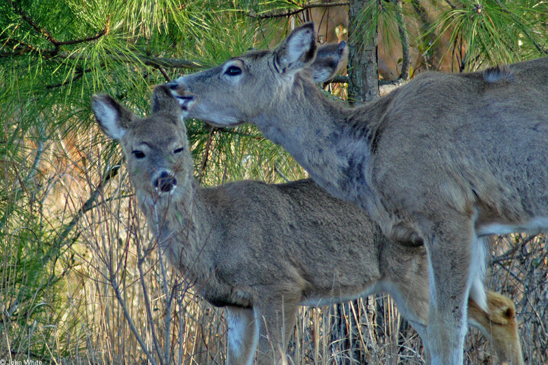 White-tailed Deer; DISPLAY FULL IMAGE.