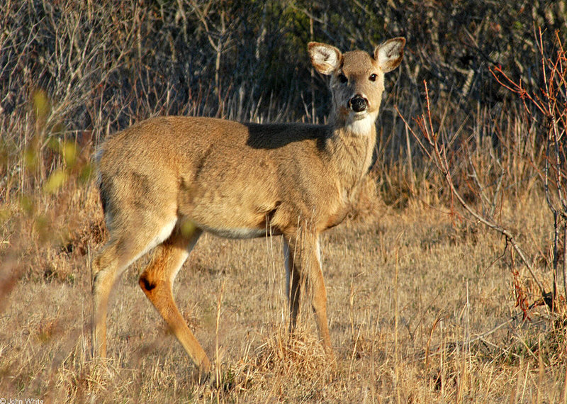 White-tailed Deer; DISPLAY FULL IMAGE.